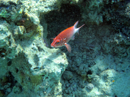  - (Silverspot squirrelfish, Adioryx caudimaculatus)