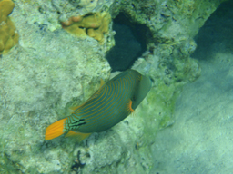   ( ), Balistapus undulatus, Undulate trigger, Orange-lined triggerfish