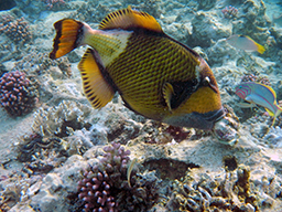  ,     (Titan triggerfish, Balistoides viridescens)