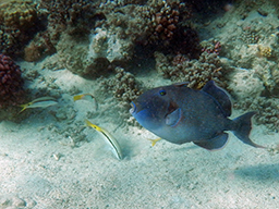  (Blue-and-gold triggerfish)