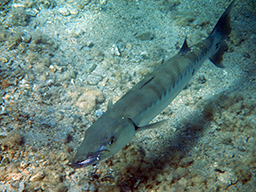 (Sphyraena barracuda)
