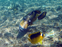 ,     (Titan triggerfish, Balistoides viridescens)