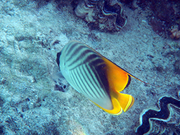  - (Chaetodon auriga, Threadfin butterflyfish)