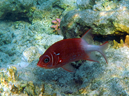  - (Silverspot squirrelfish, Adioryx caudimaculatus) 
