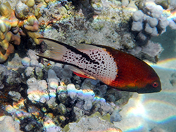   (Lyretail hogfish, Bodianus anthioides)