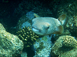  - (Diodon hystrix Linnaeus, Spot-fin porcupinefish) 