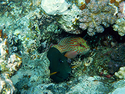   (Cephalopholis miniata, Coral hind  oral trout) 