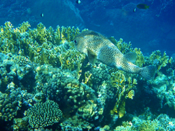 - (Diodon hystrix Linnaeus, Spot-fin porcupinefish) 