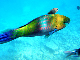 -. (Rusty parrotfish, Scarus taeniopterus)