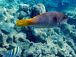 -, . (Rusty parrotfish, Scarus taeniopterus)