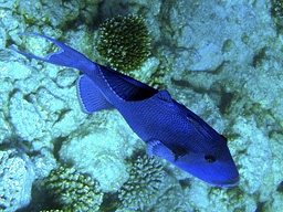   (Redtoothed triggerfish, Odonus niger)