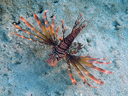 Крылатка-воин (Devil firefish, Pterois miles)