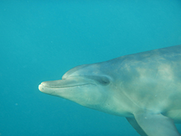 Дельфин 