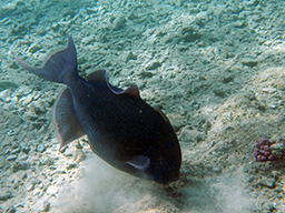 Голубой псевдобалист (Blue-and-gold triggerfish)