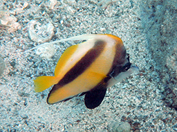 Красноморская парусовидная рыба-бабочка 