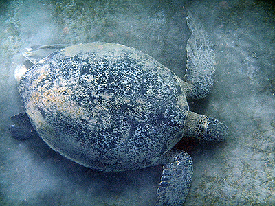 Зеленая черепаха. Марса Алам, бухта Абу Дабаб